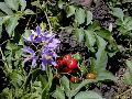 Brazilian Nightshade / Solanum seaforthianum